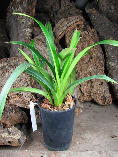 Phragmipedium Peruflora's Saltimbanco (boissierianum x kovachii).jpg