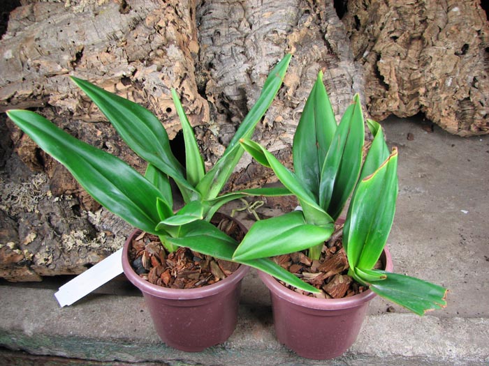 Phragmipedium Fritz Schomburg (besseae x kovachii).jpg