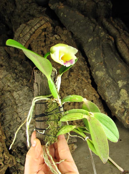Laelia alaori suave 'Binot' x Cattleya luteola 'Big Star'.jpg