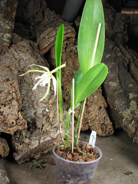 Epidendrum parkinsonianum x Brassavola digbyana.jpg