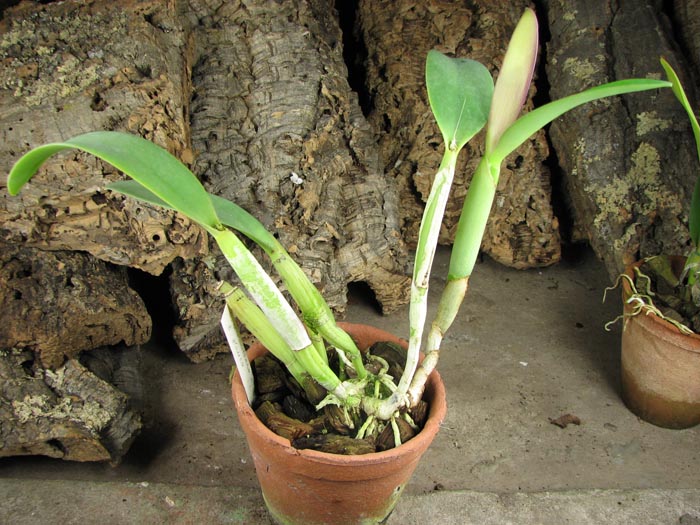 Cattleya aurantiaca x Brassavola glauca.jpg