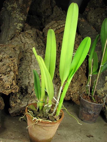 Laelia purpurata striata 'Hsinying'.jpg