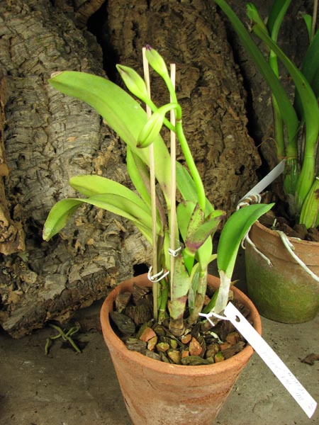 Brassolaeliocattleya Art Sound 'Ginga'.jpg