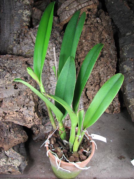 Brassolaeliocattleya Chinese Beauty 'Fire Phoenix'.jpg