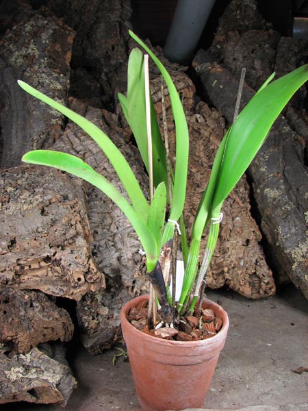 Cattleya Soror Angelica.jpg