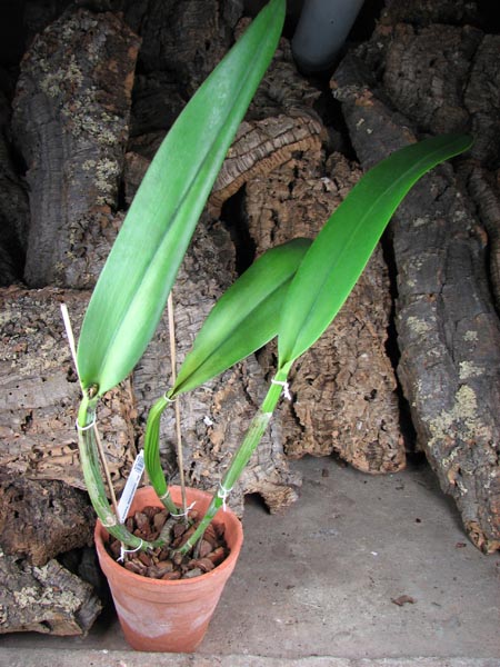 Brassolaeliocattleya Goldenzelle 'Saddle Peak'.jpg