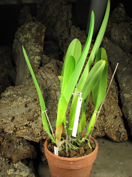 Laelia purpurata werkhauseri.jpg