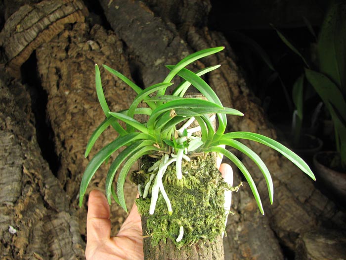 Neofinetia falcata.jpg