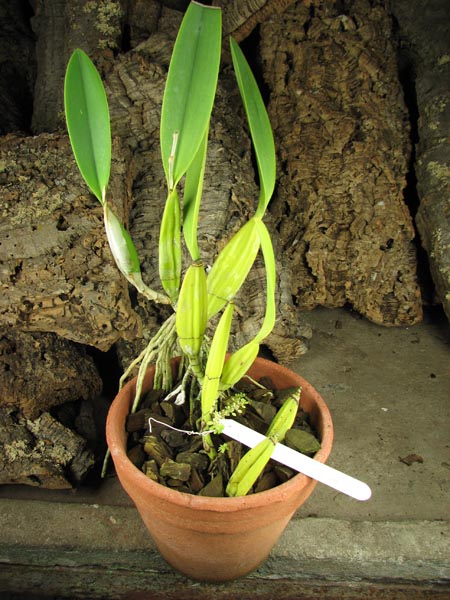 Laelia anceps Dawsonii f Chiapensis.jpg