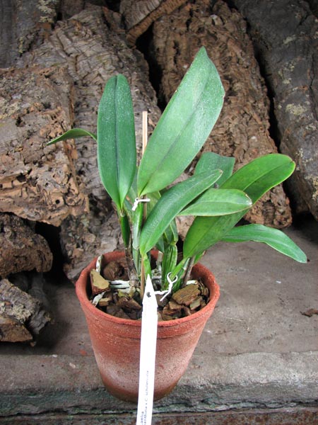 Laelia xanthina x Cattleya schilleriana.jpg