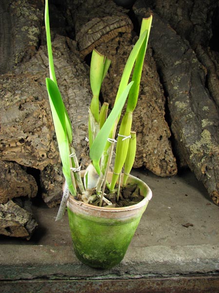 Laelia lobata var alba plena.jpg