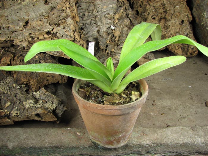 Paphiopedilum Hung Sheng Curet × Enzan Fruit.jpg
