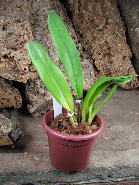 Laelia tenebrosa (Tipo x Maria Fumaca').jpg
