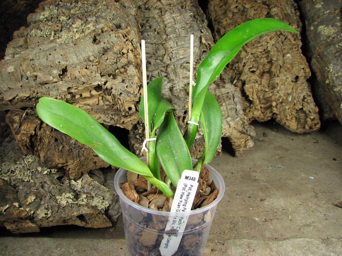 Potinara Hsinying Pachi Pachi 'C H #6'.jpg