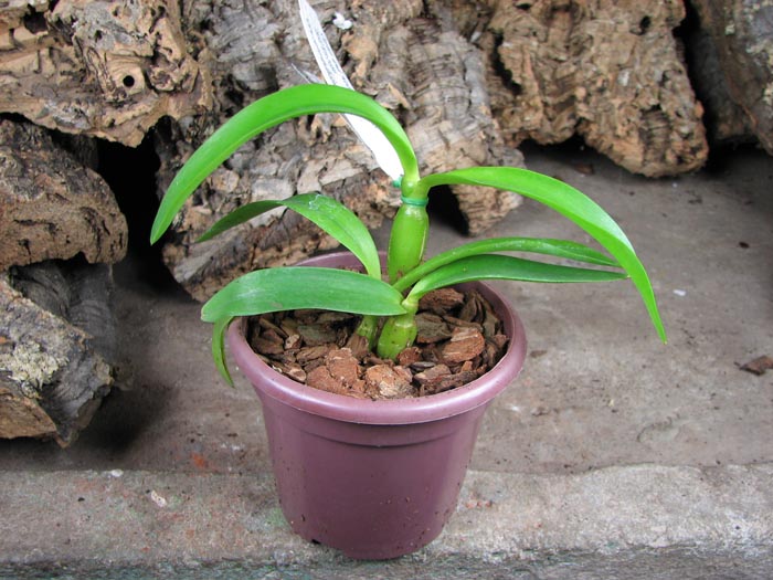 Diacattleya Chantilly Lace 'Twinkle'.jpg