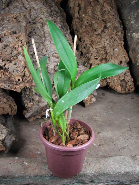 Sophrocattleya June Bug 'Venice Sunshine'.jpg