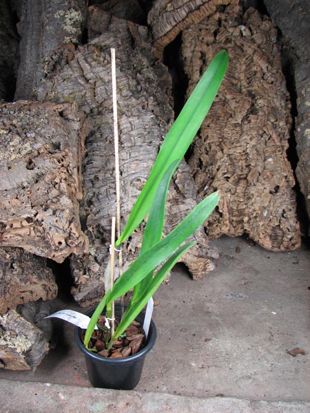 Potinara Clouds Creek 'Heavenly Scent'.jpg