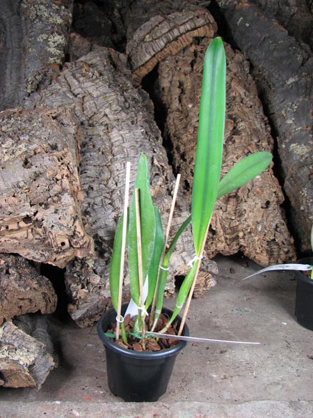 Laelia Newberry Sprite (Laelia perrinii x Laelia pumila).jpg
