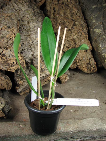 Potinara Egyptian Queen.jpg