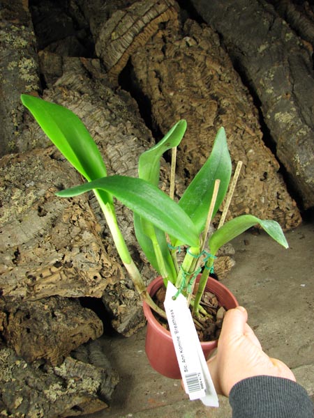 Sophrolaeliocattleya Ann Komine 'Breathless'.jpg