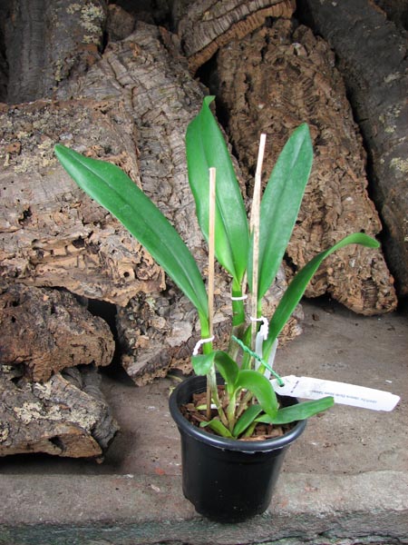 Potinara Memoria Shirley Moore 'Newberry'.jpg