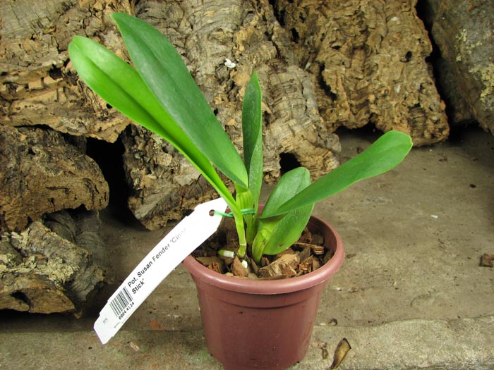 Potinara Susan Fender 'Cinnamon Stick'.JPG