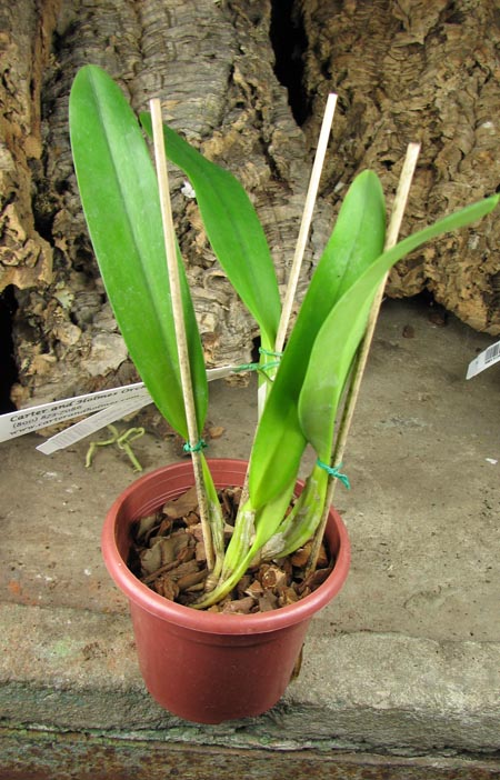 Cattleya mendelii semi-alba 'Carlos Arango' x self.jpg