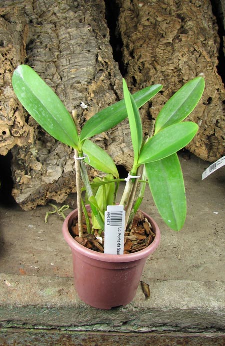 Laeliocattleya Fonte da Saudade.jpg