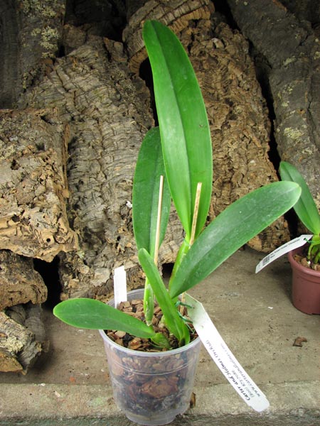 Brassolaeliocattleya Fort Watson 'Mendenhall'.jpg