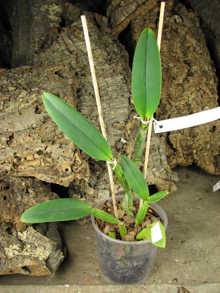 Cattleya lueddemanniana concolor (clara) x self.jpg