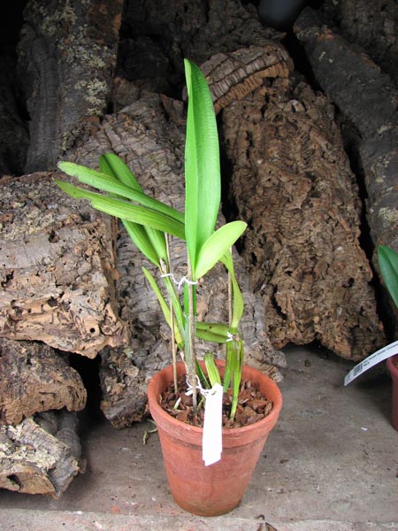 Cattleya mooreana.jpg