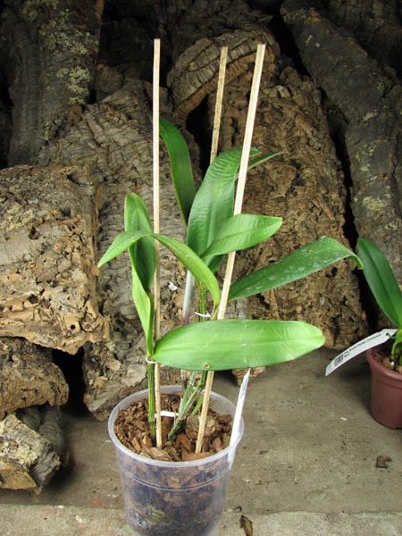 Cattleya (Penny Kuroda x Corcovado).jpg
