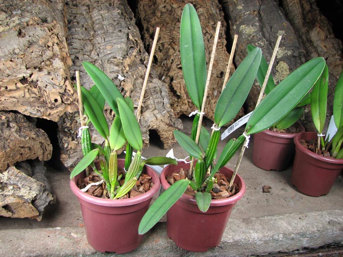 Cattleya luteola.jpg
