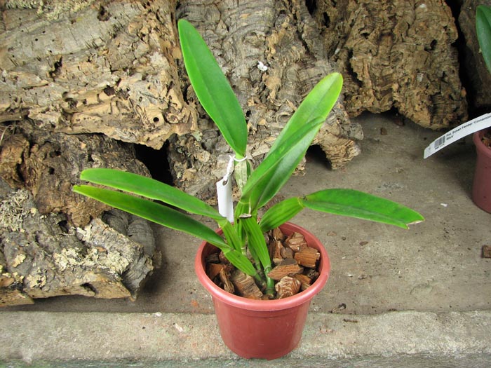 Cattleya mossiae.jpg