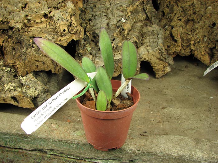 Cattleya schilleriana x Cattleya Peckhaviensis.jpg