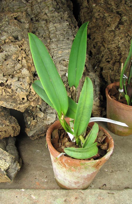 Cattleya lawrenciana (tipo x rubra).JPG