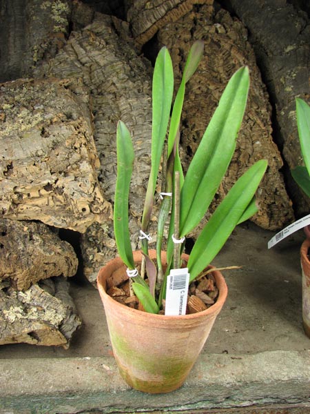 Cattleya lawrenceana.jpg