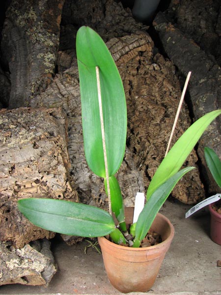 Cattleya gaskelliana (amoena x coerulea).jpg