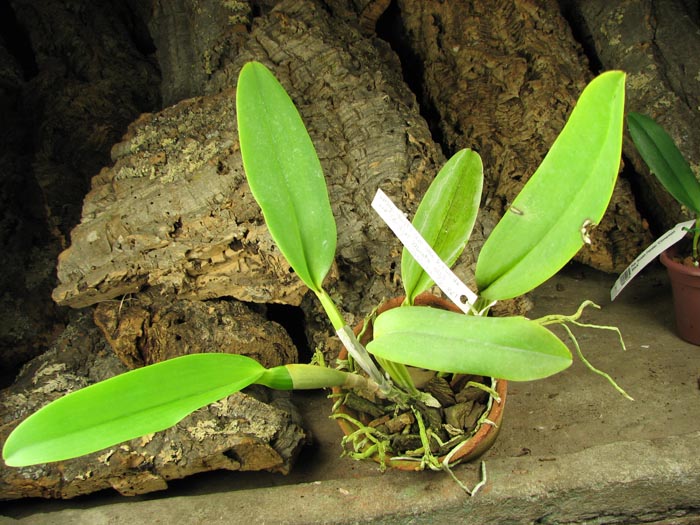 Cattleya labiata semi alba 'Pingo de Luz' (Z-12) x Cattleya labiata alba 'Jassira' (Z-86).jpg