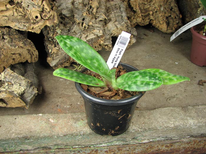 Paphiopedilum Hung Sheng Star x Shin-Yi Apple.jpg