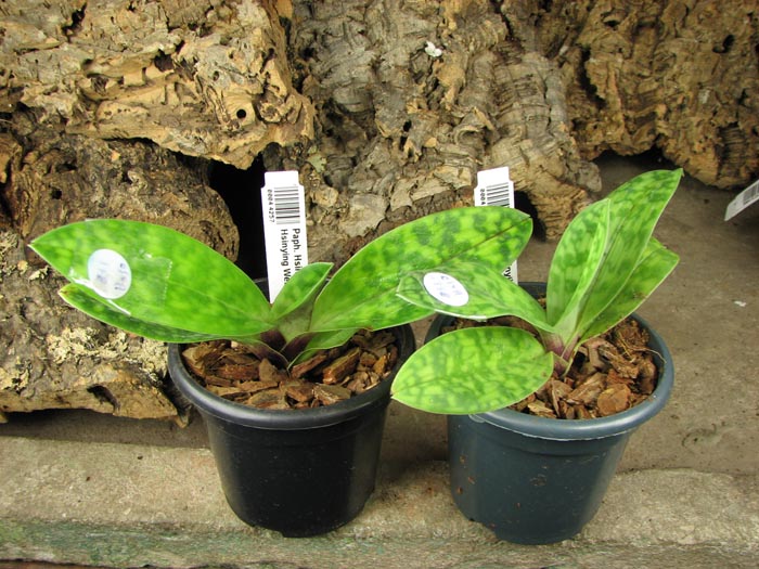 Paphiopedilum Hsinying Macasar x Hsinying Web.jpg