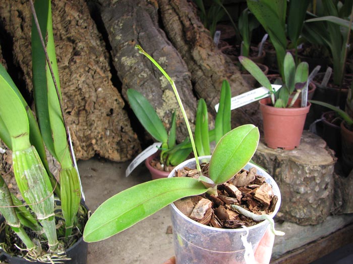 Phalaenopsis stuartiana var nobilis.jpg