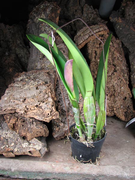 Brassolaeliocattleya Pamela Hetherington.JPG