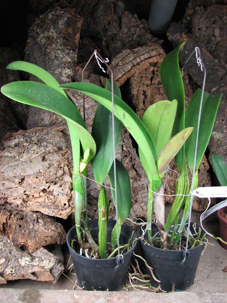 Brassolaeliocattleya Chia Lin 'New City' (Oconee x Maitland).jpg