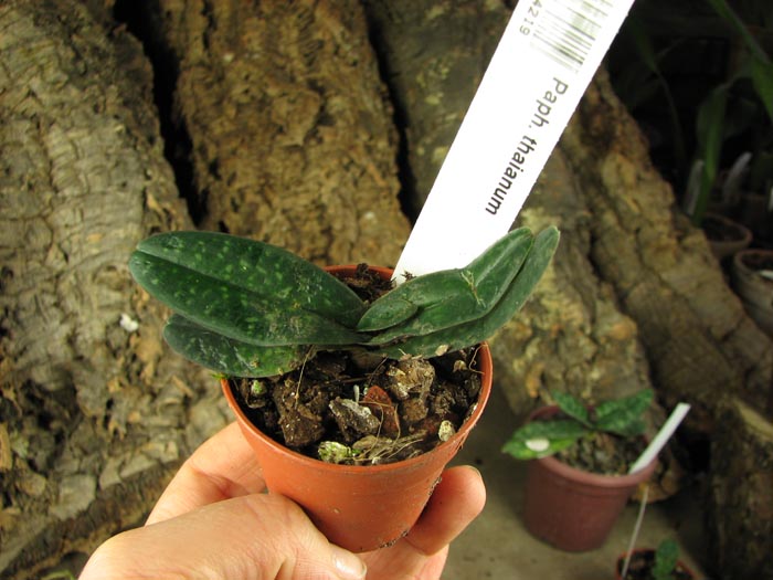 Paphiopedilum thaianum.jpg