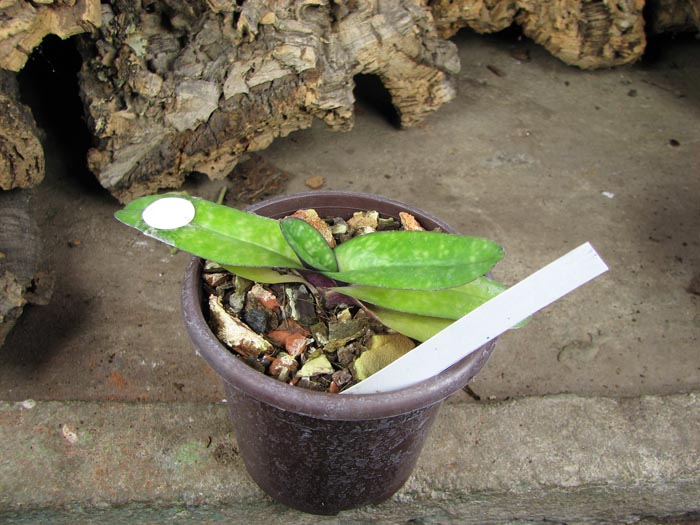 Paphiopedilum godefroyae f leucochilum.jpg