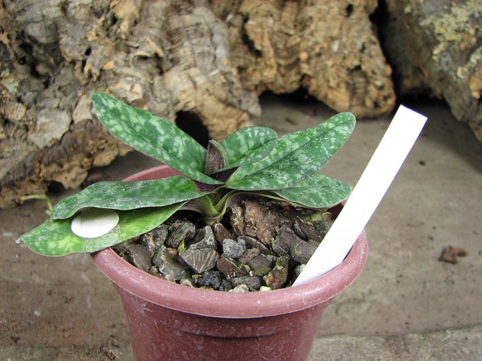 Paphiopedilum wenshanense.jpg