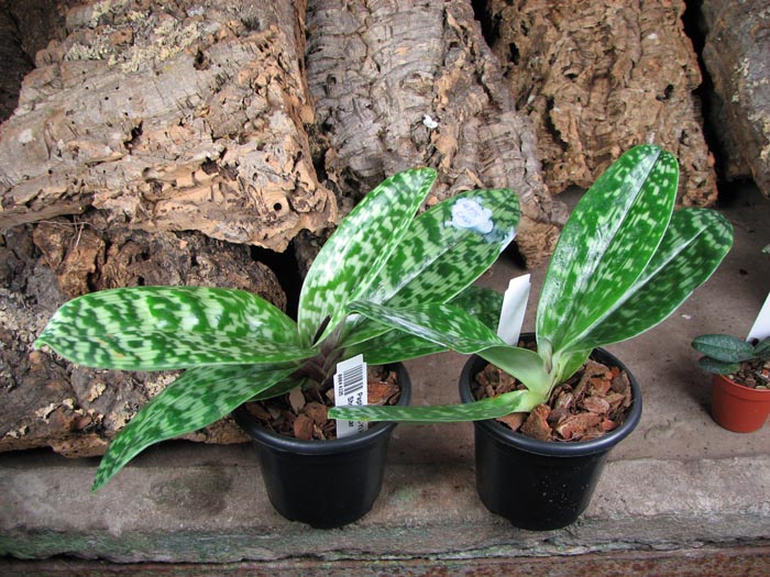 Paphiopedilum Shin-Yi Heart x Hung Sheng Star.jpg