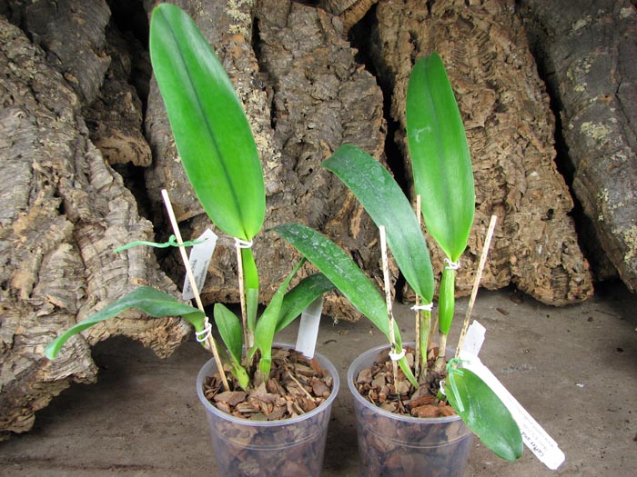 Potinara Susan Fender 'Cover Girl'.jpg