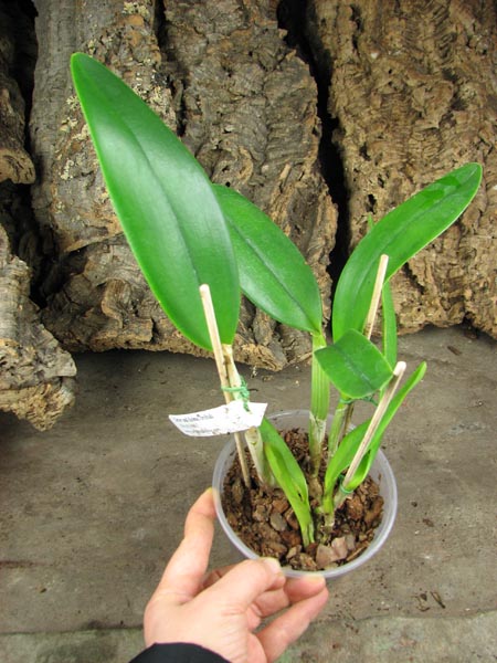 Brassocattleya Angel Lace (Cattleya Little Angel x Brassavola digbyana).jpg
